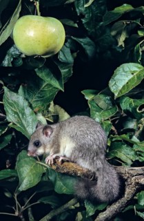 Edible dormouse, fat dormouse, glis glis, rodents, rodentia, dormice, dormice, dormouse, foraging,