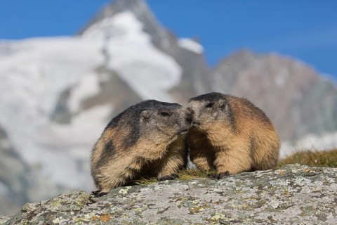 Two adult Alpine Marmot, Marmota marmota, sitting in front of the Grossglockner mountain in bright
