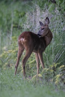 Roe deer (Capreolus capreolus), Emsland, Lower Saxony, Germany