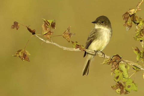 Eastern Phoebe (Sayornis phoebe), Texas, USA