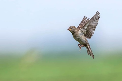 House Sparrow (Passer domesticus) female flying, Texel, Netherlands