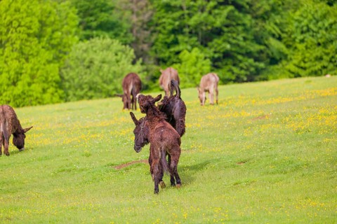 Two mixed breed donkey stallions fight