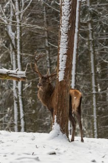 One Red Deer stag standing in a snow covered dense forest in winter