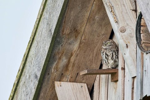 Little owl in breeding tube (Athene noctua) North Rhine-Westphalia, Germany