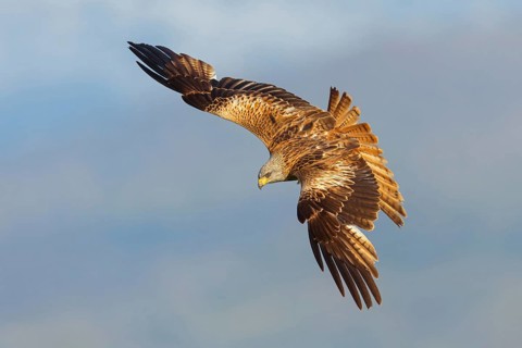 Red kite (Milvus milvus), flight photo, Hides De Calera / Black Vulture, Calera Y Chozas, Castilla