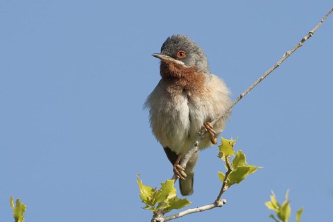 Subalpine Warbler (Sylvia cantillans) male, Lesvos, Greece