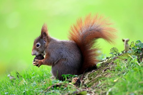 Squirrel (Sciurus vulgaris), adult, in a meadow, eating, with food, walnut, Mannheim, Germany