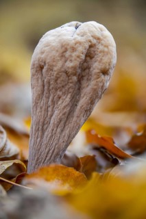 Clavariadelphus pistillaris, large Hercules leg, Hercules leg, common club coral, fungi, fungus,