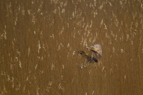 Great or Eurasian bittern (Botaurus stellaris) adult bird in flight landing in a reedbed, RSPB