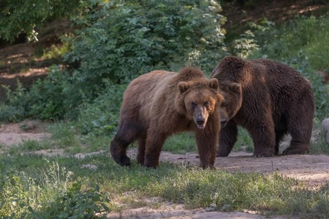 One Kamchatka brown bear (Ursus arctos piscator), walking in a forest. Some green vegetation and a
