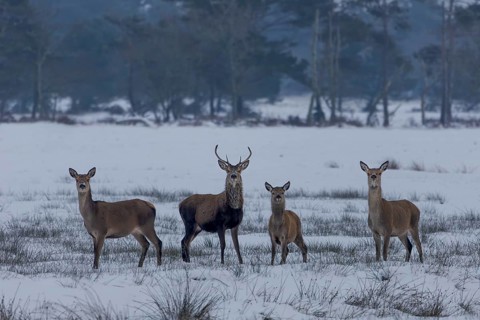 Red deer (Cervus elaphus), red deer and calf in winter meadow landscape, winter, cold, snow,