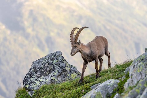 Alpine ibex (Capra ibex), adult male, Mont Blanc massif, Chamonix, France