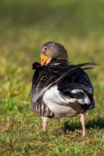 Greylag goose (Anser anser) standing on a meadow in spring, Bavaria, Germany