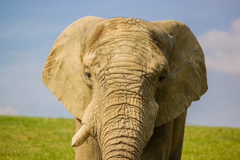 Portrait of an adult female African elephant (Loxodonta africana)