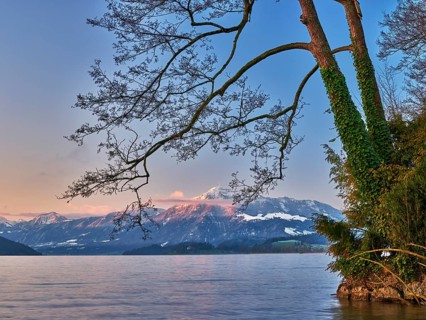 Morning atmosphere at Lake Zug with a tree with ivy in the foreground and the snow-covered Rigi in