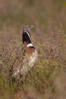 Little Bustard (Tetrax tetrax), Castile-La Mancha, Spain
