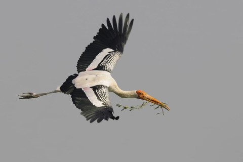 Painted Stork (Mycteria leucocephala) flying, India