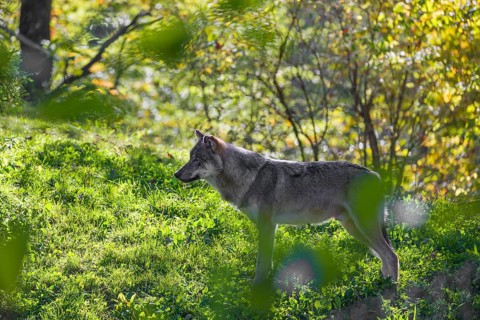 A eurasian gray wolf (Canis lupus lupus) stands on a forest edge in early morning mist and