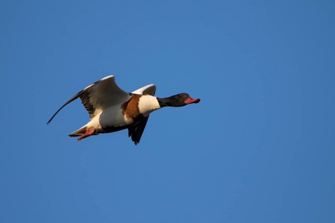 Brandgans (Tadorna tadorna), Shelduck, Weibchen, Altvogel im Flug, April, Insel Texel, Nordsee,