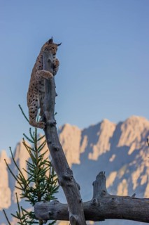 A young Eurasian lynx, (Lynx lynx) climbs in a dead tree, up to the very top. Mountains in evening