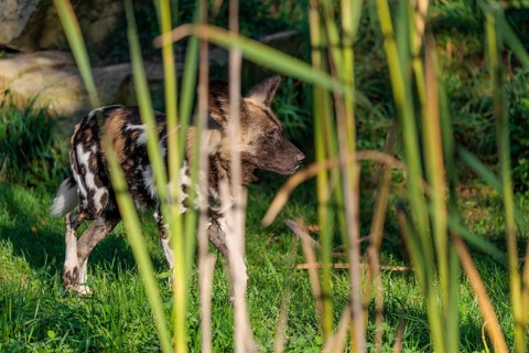 An African Wild Dog, Lycaon pictus, runs across a green meadow in bright sunlight, hidden by reed