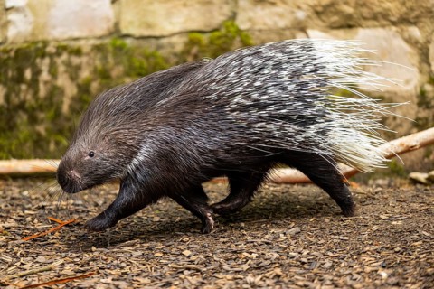 Old World porcupines (Hystrix cristata), Germany
