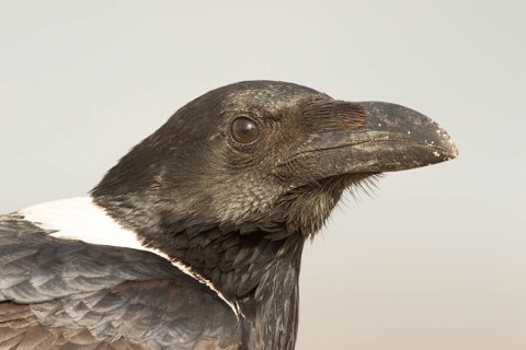 Pied Crow (Corvus albus), Gambia