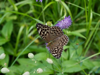 An imperial fritillary (Argynnis paphia valesina) rests on a flower, surrounded by green foliage,