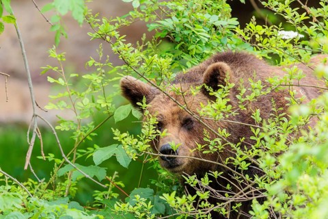 A female brown bear (Ursus arctos arctos) is hiding behind dense vegetation in hilly terrain.