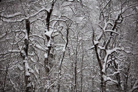 Winter landscape, snowy trees and branches