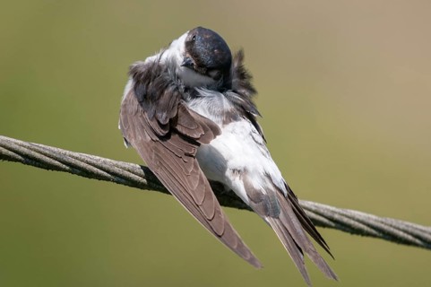 Delichon urbica, house martin, house martins, birds, plumage care, adolescent, juvenile, passeri,