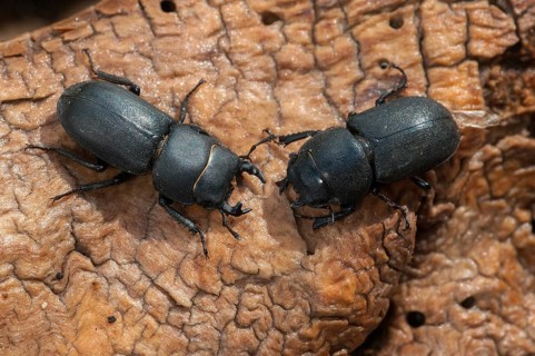 Barkschröter, Dorcus parallelipipedus, Lesser stag beetle, dwarf stag beetle, beetle, Coleoptera,