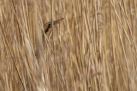 Great or Eurasian bittern (Botaurus stellaris) adult bird in a reedbed in spring, England, United