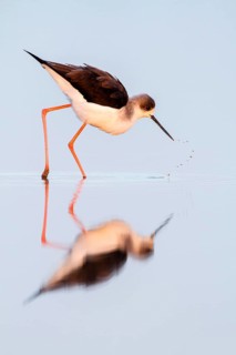 Black-winged Stilt (Himantopus himantopus), Castile-La Mancha, Spain