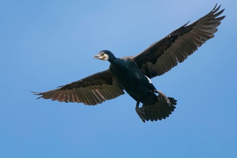 Cormorant (Phalacrocorax carbo) in flight, Stralsund, Mecklenburg-Western Pomerania, Germany