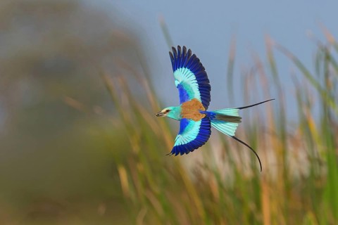 Abyssinian roller (Coracias abyssinica), Kuntaur rice fields, Kuntaur, South Bank, Gambia