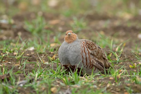 Grey or Hungarian or English partridge (Perdix perdix) adult bird in a farmland cereal field,