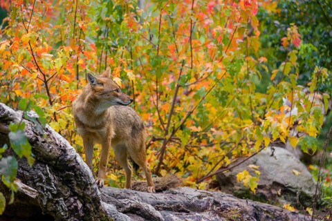One golden jackal (Canis aureus) stands on a fallen tree trunk. Behind him is a tree in intense