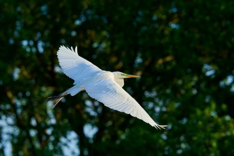 Great Egret (Ardea alba), fly, spring, Wakodahatchee Wetlands, Delray Beach, Florida, USA