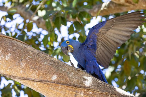 Hyacinth Macaw (Anodorhynchus hyacinthinus) Pantanal Brazil