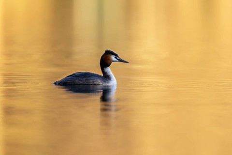 Great Crested Grebe (Podiceps Scalloped ribbonfish), Vulkaneifel, Rhineland-Palatinate, Germany