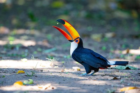 Giant toucan (Ramphastos toco) Pantanal Brazil