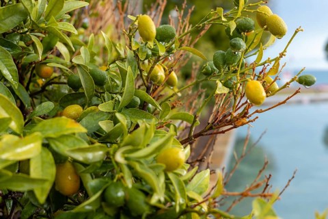 Kumquat fruit. Bright green leaves adorn a citrus bush featuring small yellow and green fruits. The