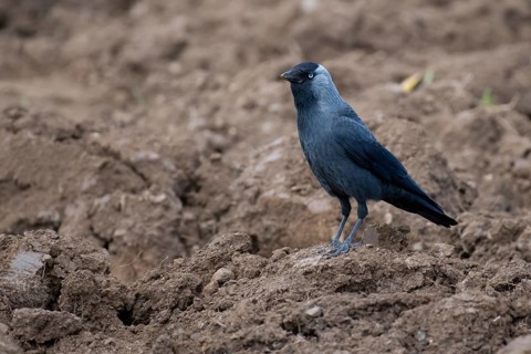 Western Jackdaw (Coloeus monedula) perched in field, Thuringia, Deutschland, Germany