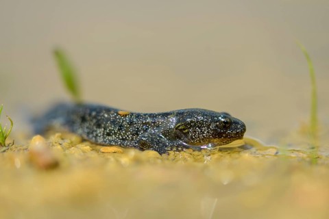 Great crested newt, crested newt, northern crested newt, Triturus cristatus, amphibians,