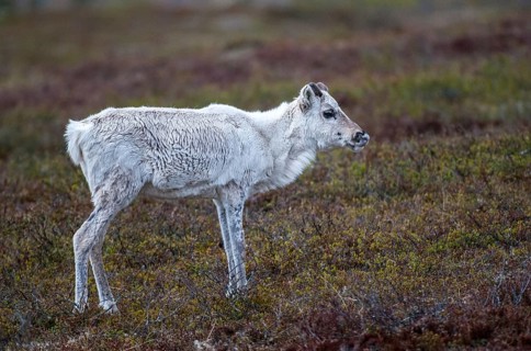 Artiodactyla, even-toed ungulate, Finland, cloven-hoofed, rangifer tarandus, reindeer, reindeer,