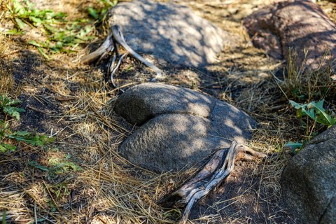 Stone sticking out of the ground with a shape reminiscent of a human buttock, Magnarps Beach,