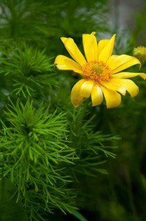 Adonis vernalis, spring adonis florets, buttercup plants, ranunculaceae, Sweden, false hellebore,