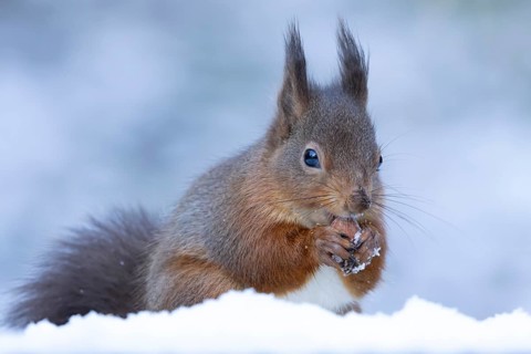 Red squirrel (Sciurus vulgaris) adult rodent animal eating a hazel nut in snow in winter, England,