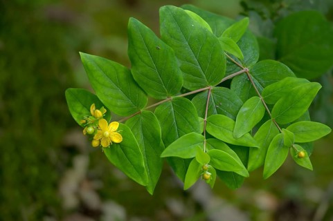 Blood St. John's Wort, Hypericum Androsaemum, St. John's Wort, Man's Blood, Flora, Plants, Shrubby